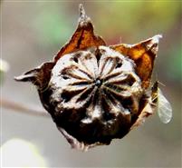  Schizocarp surrounded by persistent calyx